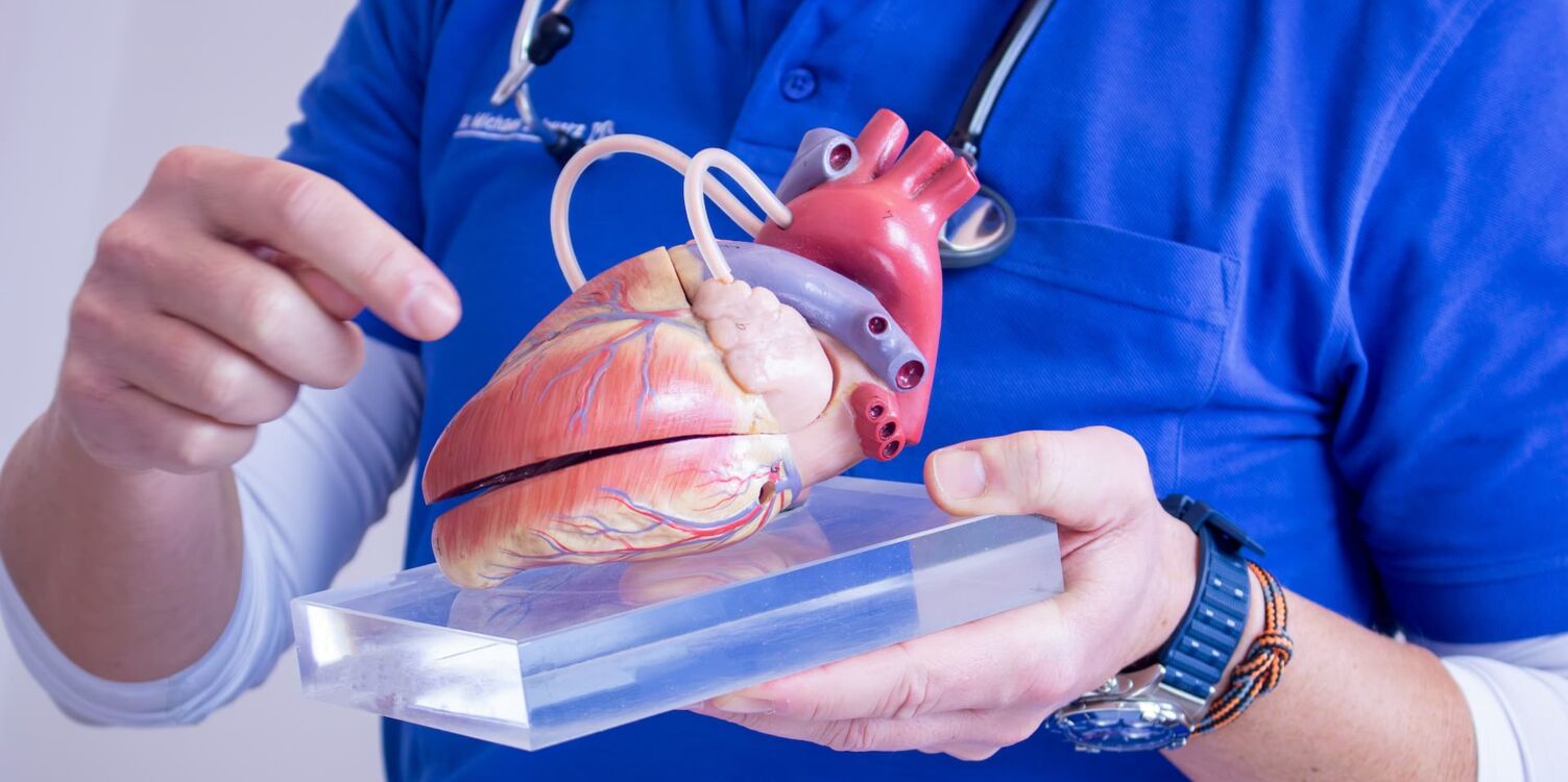 Ein Arzt hält in den Hände ein Modell von dem Organ Herz.